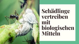 Zimmerpflanzen Schädlinge bekämpfen  mit biologischen Mitteln [upl. by Keely]