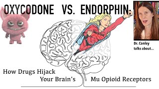 Oxycodone vs Endorphin How Drugs Hijack Your Brains Mu Opioid Receptors [upl. by Jami819]