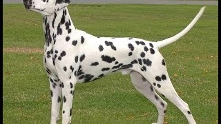 dalmatians dogs breeds [upl. by Publia774]