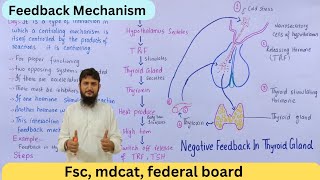 Feedback mechanism  negative feedback mechanism of thyroid gland  class 12 [upl. by Yticilef218]