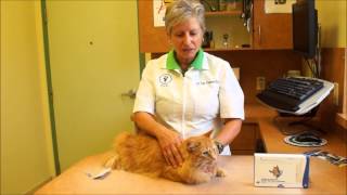 Flea Treatment for Cats How to Apply Revolution for Cats [upl. by Hecht]