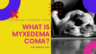 What Is Myxedema Coma  A Canine Hypothyroidism Complication [upl. by Ynohtna667]