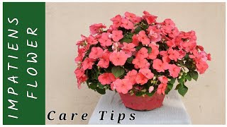 IMPATIENS PLANT CARE IMPATIENS FLOWER CARE WINTER FLOWER IMPATIENS FLOWER sanats garden [upl. by Babbie]