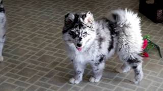 Pomsky Puppies for Sale [upl. by Aramal]