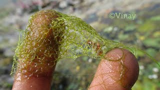 Hydrodictyon  A Green Alga ❤️ [upl. by Letney]