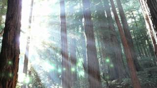 Light And Shade  Fra Lippo Lippiwlyrics [upl. by Ydnis167]