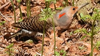 Yellowshafted Northern Flicker flicker [upl. by Esnahc]