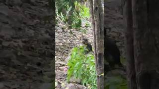 Baby Monkey walk 🐒 monkeylove monkey monkeybaboon naturemonkey shortvideo [upl. by Godding]