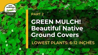 Green Mulch LOWEST PLANTS 612 inches Prevent Weeds With Beautiful Native Ground Covers​ [upl. by Innor]