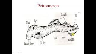 Salient features of Petromyzon [upl. by Iver]