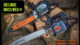 Stihl MS 462 CM  Stihl 064 AV Baumfällung 🌳 [upl. by Nnylakcaj293]