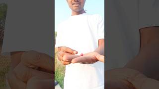 Raspberry farming gyes🍒😱shorts viral youtubeshorts trending vlog [upl. by Leind]