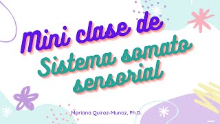 Mini clase Sistema Somatosensorial [upl. by Raine]