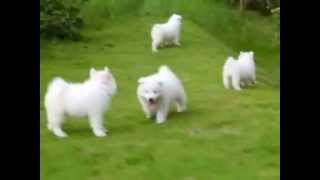 Puppy Love  Samoyed Puppies [upl. by Liarret]