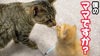 母猫の温もりを知らない子猫を全く関係ないママ猫に預けてみたら…最後まさかの展開に [upl. by Nilyahs]