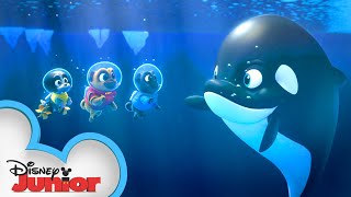 Under the Antarctic Lights  Puppy Dog Pals  disneyjr [upl. by Ellitnahc]