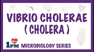 Motility of Vibrio cholerae [upl. by Fennell]