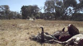 Lion Feeding  Antelope Park Zimbabwe [upl. by Petromilli]