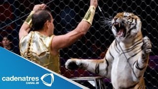 Tigre ataca a domador de un circo  Tigre ataca a su domador directo al cuello [upl. by Montfort14]