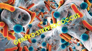 Genero Estreptococcus [upl. by Jephthah]