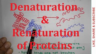 22 Denaturation and Renaturation of Proteins  Ribonuclease A  NEET MBBS CSIR NET [upl. by Oruasi309]