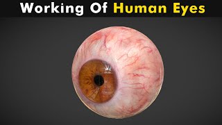 How eyes works Animation explained within one minute [upl. by Haleak696]