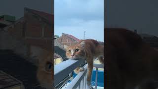 😼😼😼 fypppp kucinglucu kucing trend fypシ゚viral masukberandayoutube youtubepelitfyp fyp [upl. by Enetsirk]