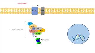 WntβCatenin Signaling Pathway  Overview Purpose and APC Mutations [upl. by Akimahs]