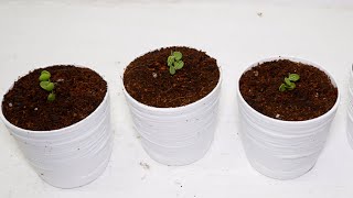 String of Nickels Dischidia Nummularia Propagation from Cuttings [upl. by Aislehc]