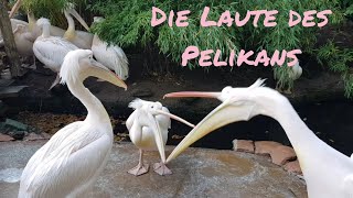 Die Geräusche des Pelikans Rosapelikan Pelecanusonocrotalus LoveNature RöRö [upl. by Ggerg882]