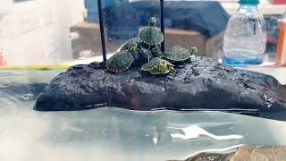 Baby Yellow Bellied Slider info for new owners [upl. by Einnob]