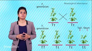 Mendels experiment  Monohybrid Cross  Law of Segregation [upl. by Sellma]