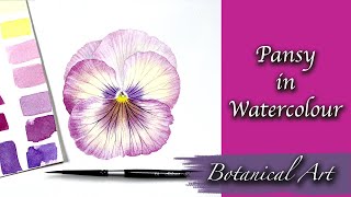 Painting a Pansy in Watercolour  Botanical Art [upl. by Pepe719]