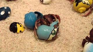 Hermit Crab changing shells [upl. by Steinberg285]