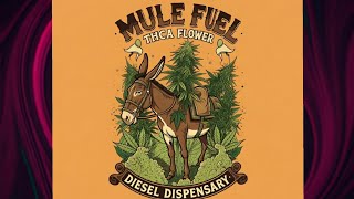 Diesel Dispensary Mule Fuel THCA Flower ⛽️🧄🧅🔥 [upl. by Lupien]