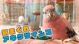 たまに手に乗るアキクサインコ [upl. by Isej]