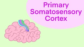 Primary Somatosensory Cortex  Cute Neuroscience scienceteacher humanbiology neuroscience [upl. by Roach]