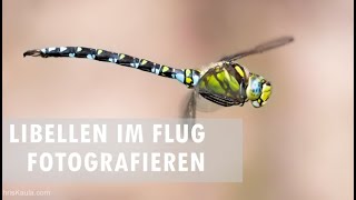 Libellen im Flug fotografieren [upl. by Arlan800]