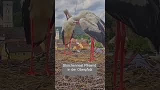 2024 07 18 Storchennest Pfreimd beide Altstörche birds storch störche [upl. by Ahsimat102]