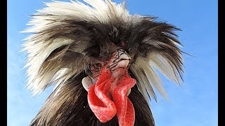 Rooster rap Петушок читает реп Декоративные куры Голландская белохохлая Шёлковые breeds of chickens [upl. by Goodspeed199]