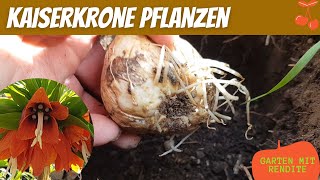 Kaiserkrone pflanzen  Zwiebel der Kaiserkrone stecken  Anleitung [upl. by Nylyoj]