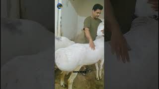 Balkhi dumba  fat tailed sheep  alya sheep [upl. by Syst]