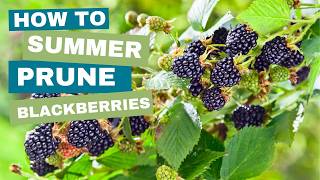 Summer Blackberry Pruning Secrets to Bigger Berries [upl. by Northey582]