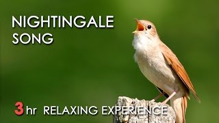 BEST NIGHTINGALE SONG  3 Hours REALTIME Nightingale Singing NO LOOP  Birdsong Birds Chirping [upl. by Narruc716]