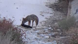 coyote kills a cat [upl. by Doner]