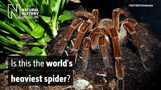 Is this the worlds heaviest spider  Natural History Museum [upl. by Deutsch]