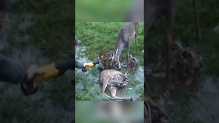 Rescue of swamp 🦌 deer 😍 l animal rescue shorts animals animalrescue [upl. by Anerb730]