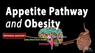 The Brains HungerSatiety Pathways and Obesity Animation [upl. by Sarita831]