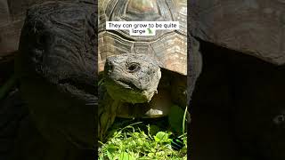 What is a Marginated tortoise kyreptilezoo turtle tortoise cute 🐢 [upl. by Anivel]