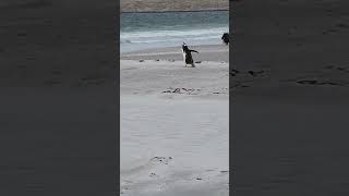 452  Bluff Cove Penguin Rookery Tour Falkland Island 2023 PENGUINS with Jeanne amp CJ [upl. by Cinda]